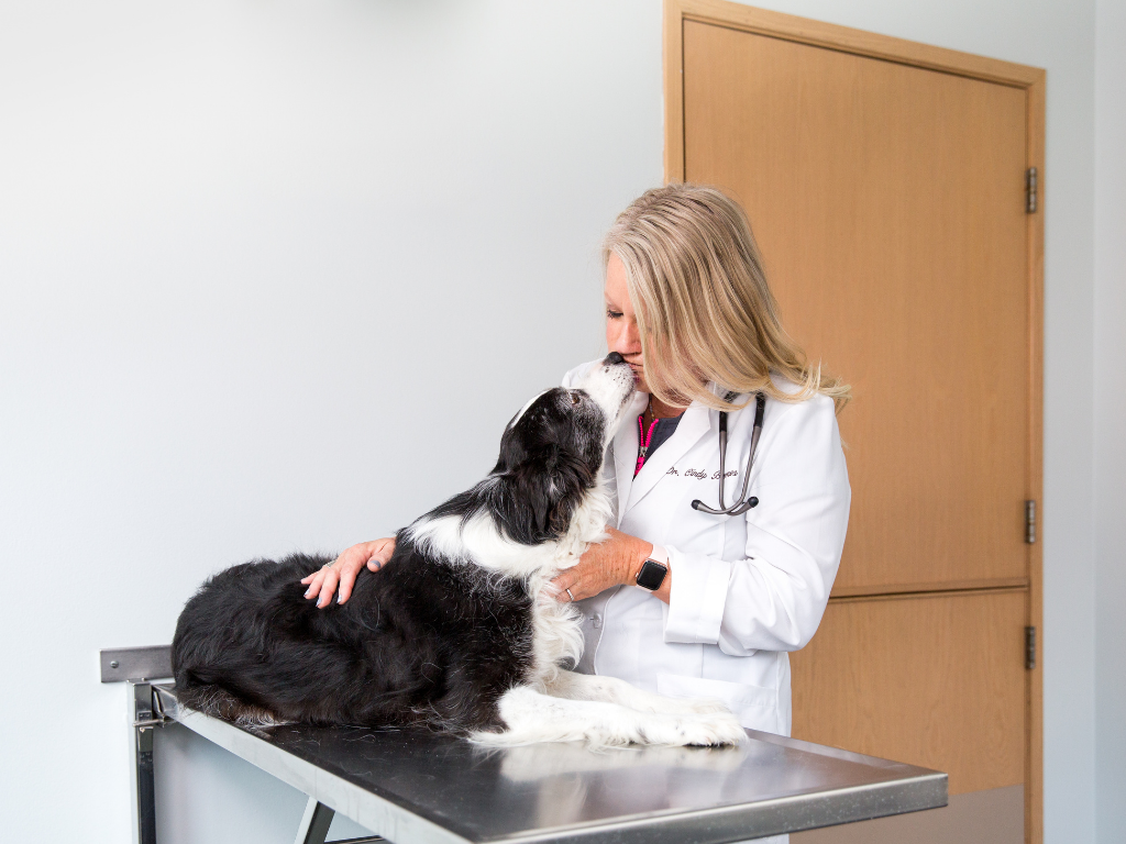 Modern Veterinary Software: Integrated Practice Management for Better Care