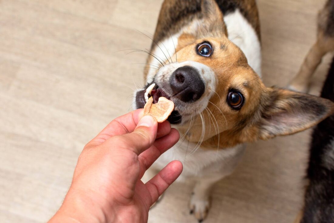 Choosing Healthy Dog Treats: Nutrients, Organic Options, Freeze-Dried & Functional Benefits