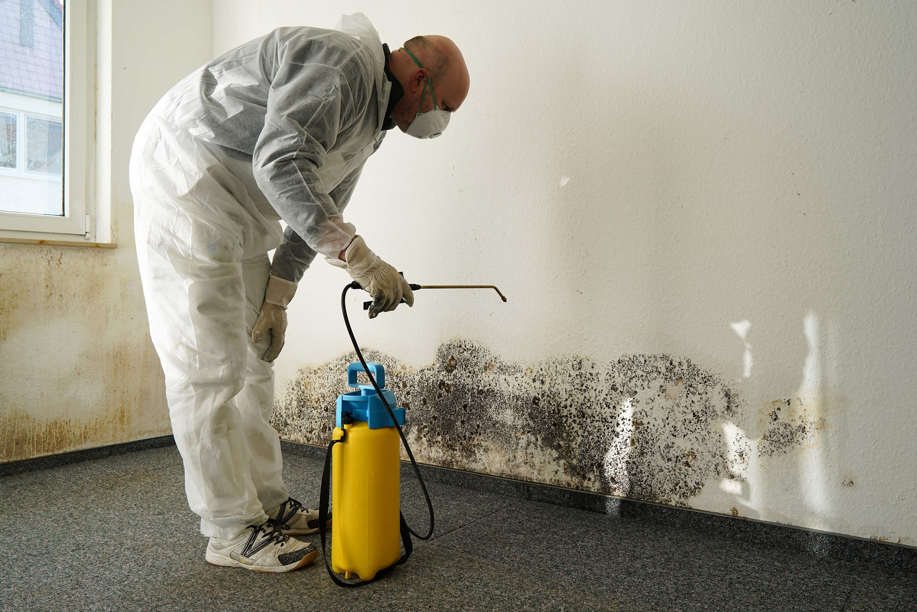 Mold Remediation Trends 2024: AI, Eco-Friendly Solutions, ERMI & Market Growth to $2B by 2032