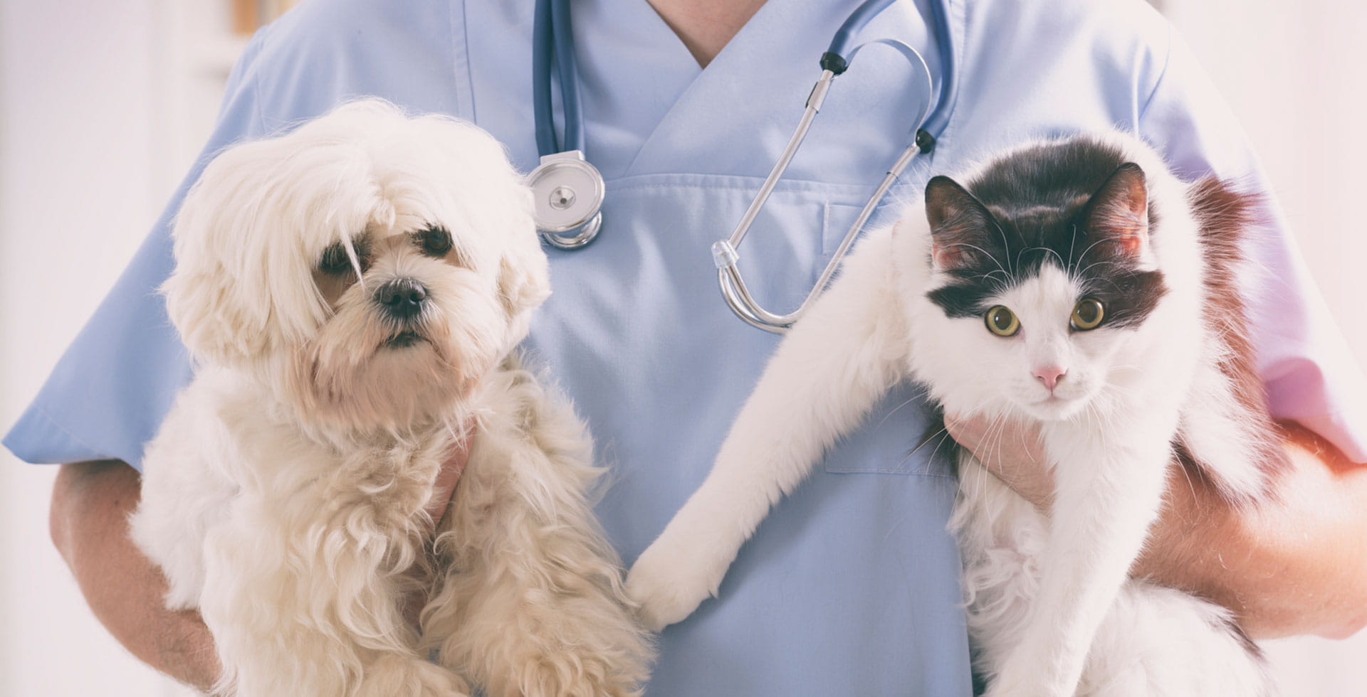 Complete Pet Healthcare Guide: Wellness, Diagnostics, Emergencies, Insurance & Telemedicine