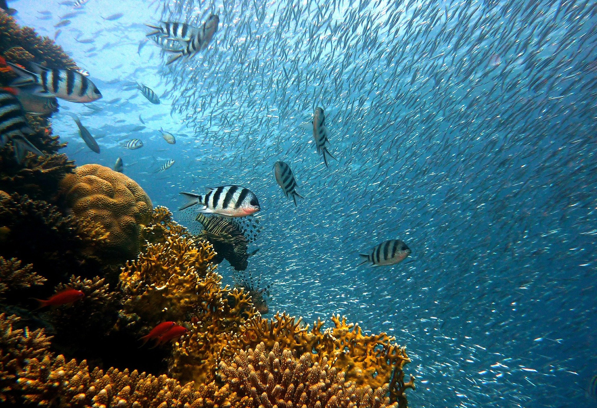 Why Ocean Currents Are Key to Climate and How Warming Disrupts Them
