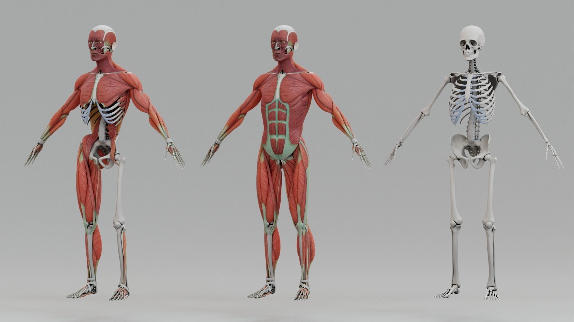 Human Body Systems: How Bones, Tissues, and Circulation Work Together