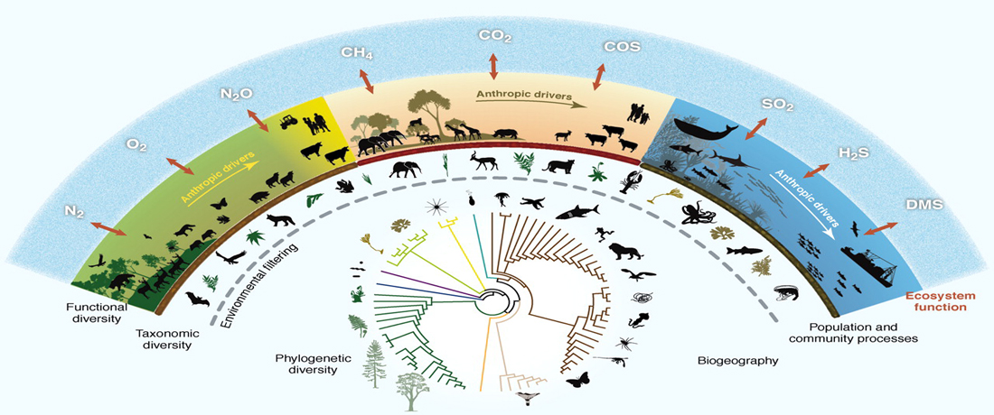How Evolution Works: Natural Selection, Genetic Drift, Speciation & Evidence