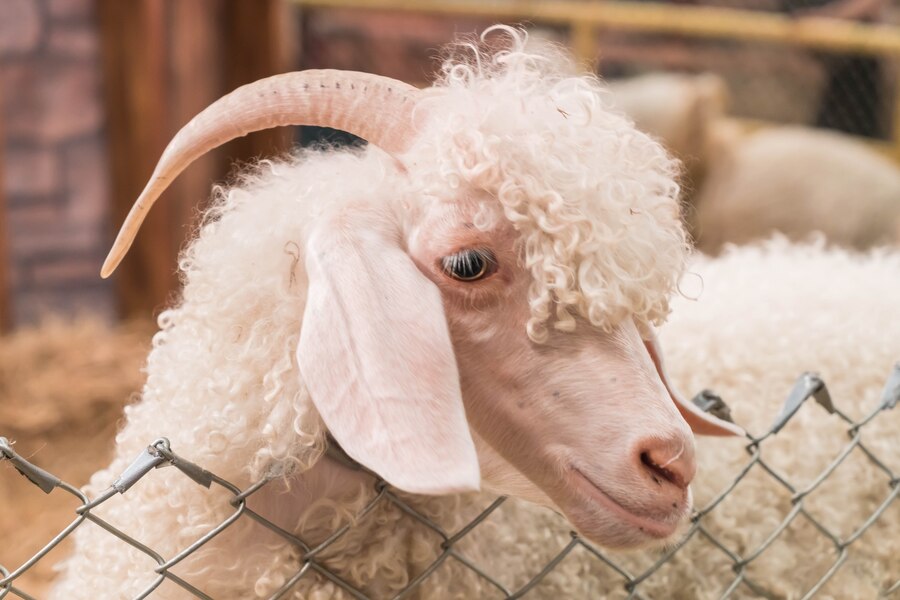 Gene Editing in Agriculture: Balancing Breakthroughs with Safety, Ethics, and Regulation