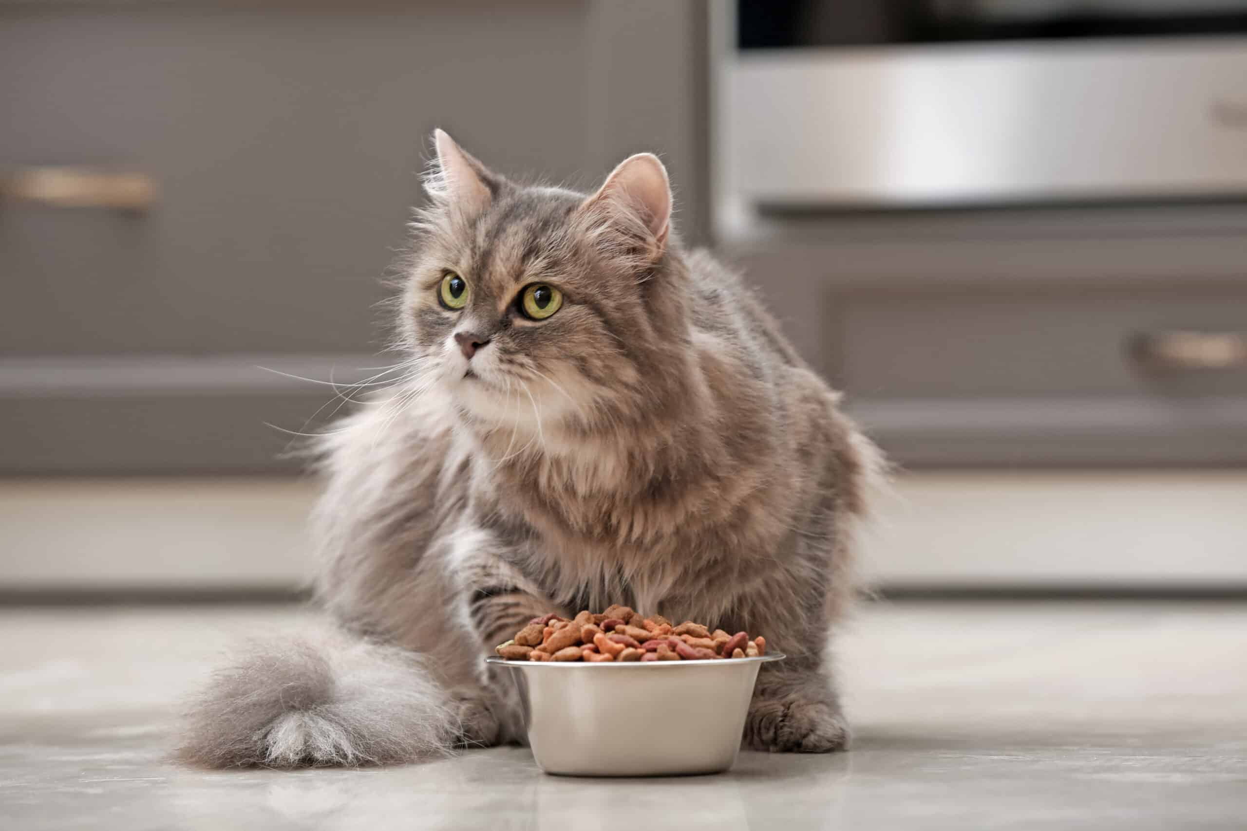Ultimate Cat Food Guide: Nutritional Needs, Types, Costs & How to Choose